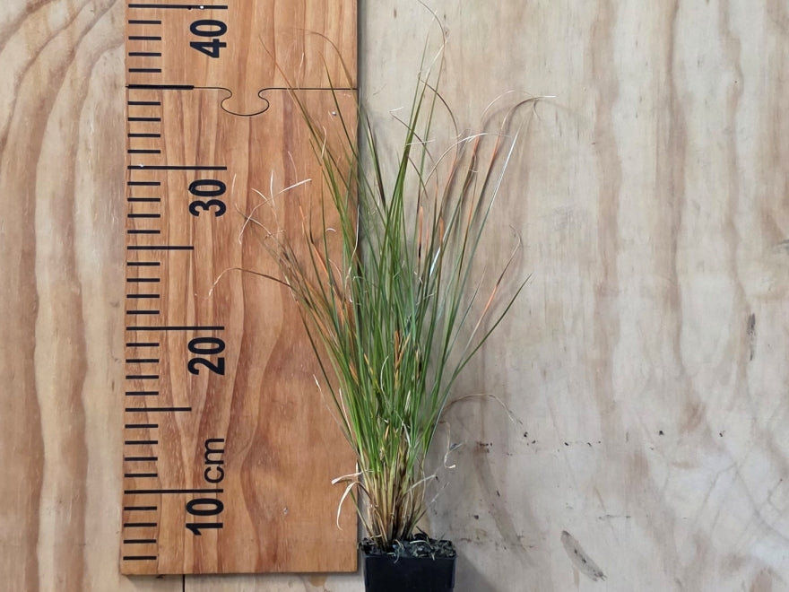 10x Carex Secta - $3.99 each