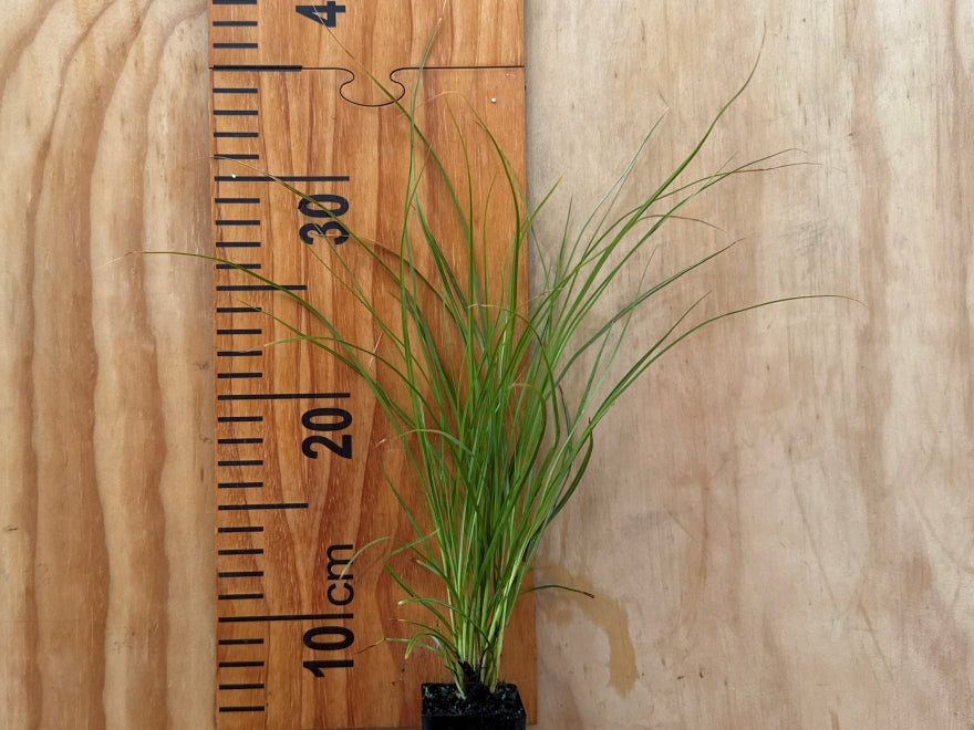 100x Carex Secta - $1.99 each