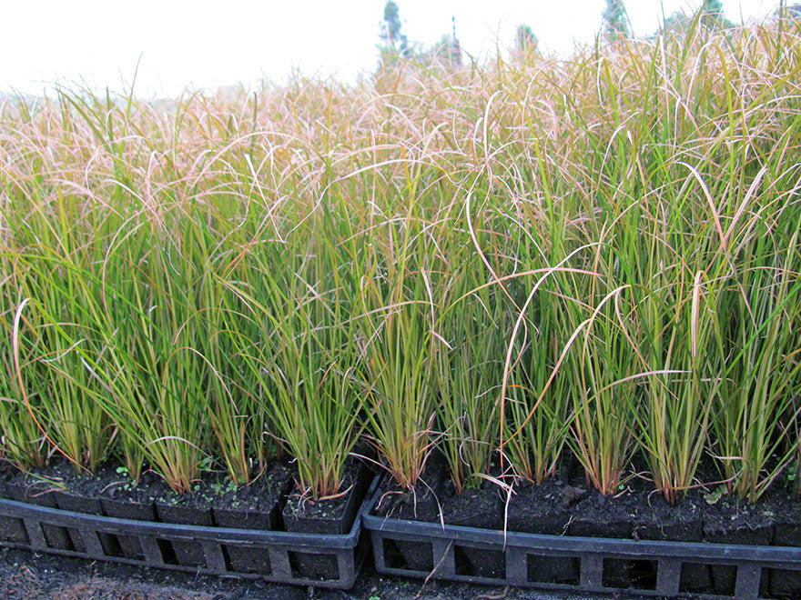 100x Carex Solandri - $2.99 each