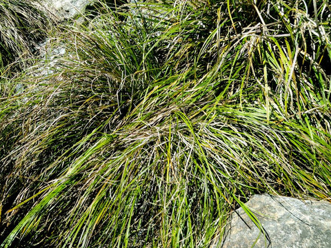 Carex Solandri