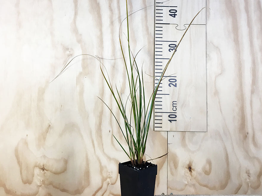 50x Carex Solandri - $2.99 each