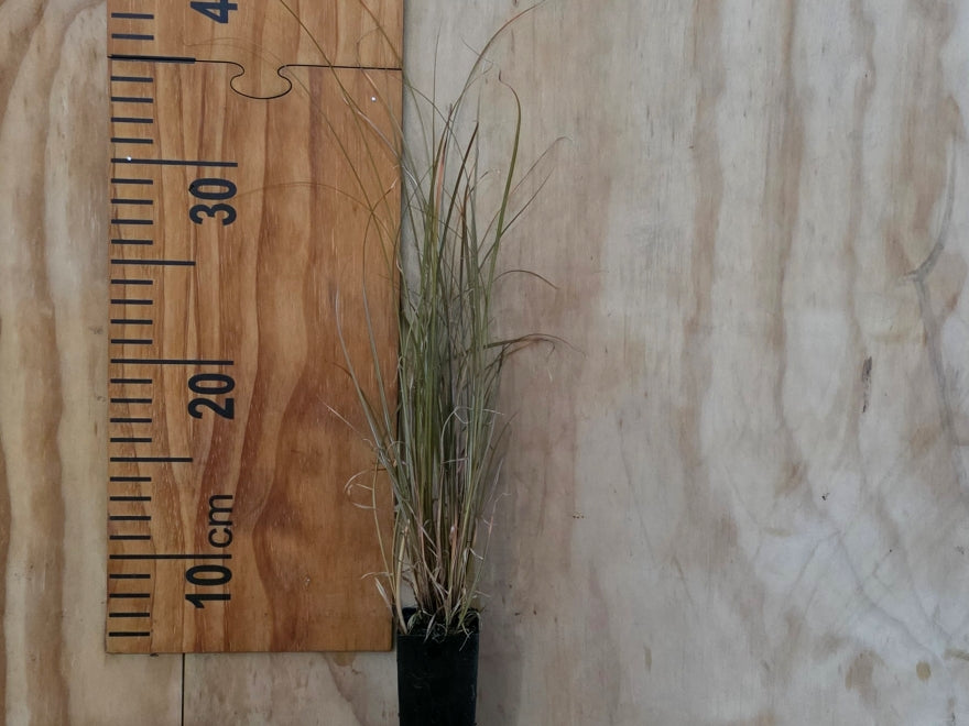 10x Golden Tussock - $5.99 each