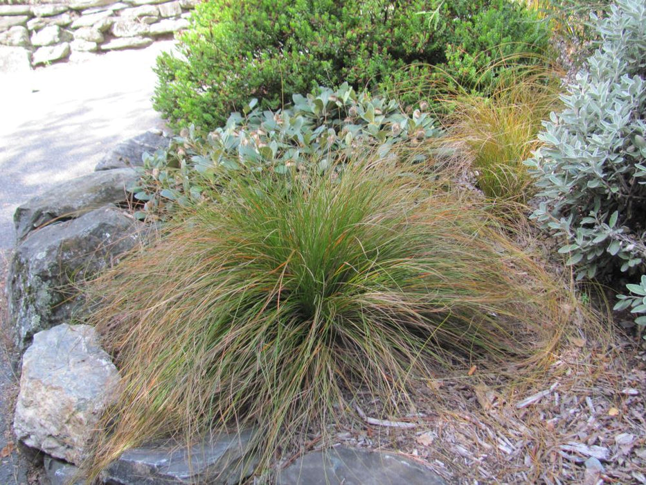 10x Golden Tussock - $5.99 each
