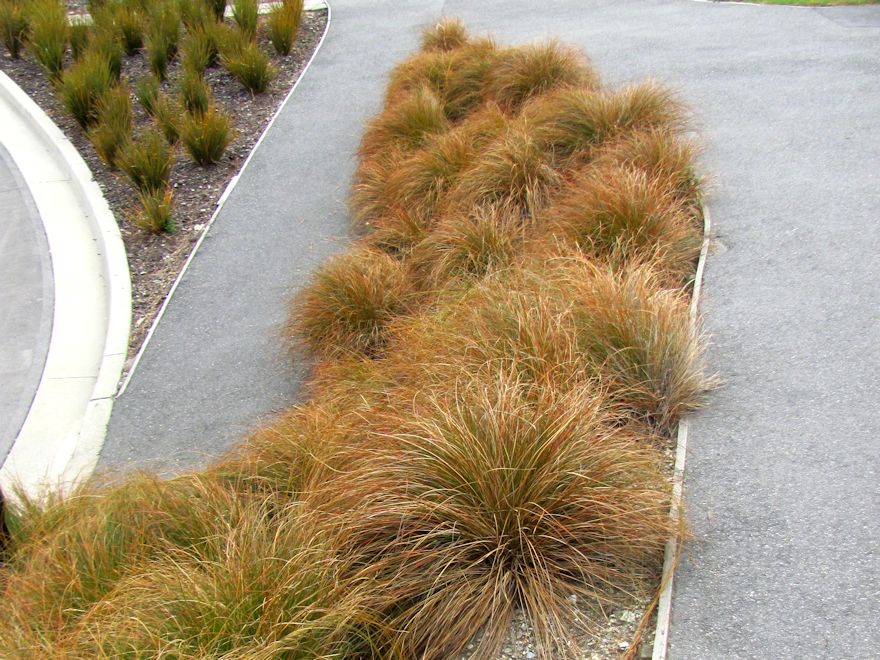 Carex Testacea