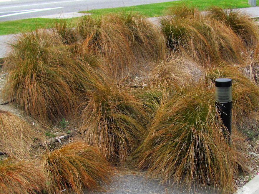 10x Golden Tussock - $1.99 each