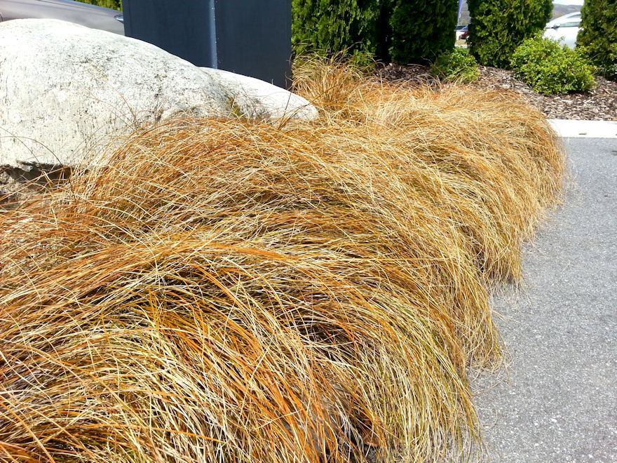 Carex Testacea