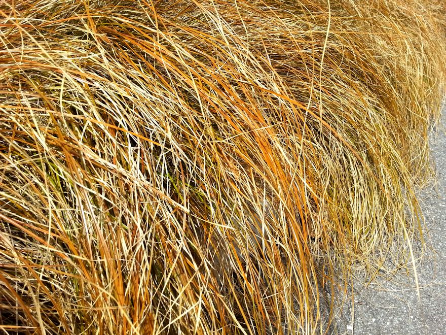 10x Golden Tussock - $5.99 each