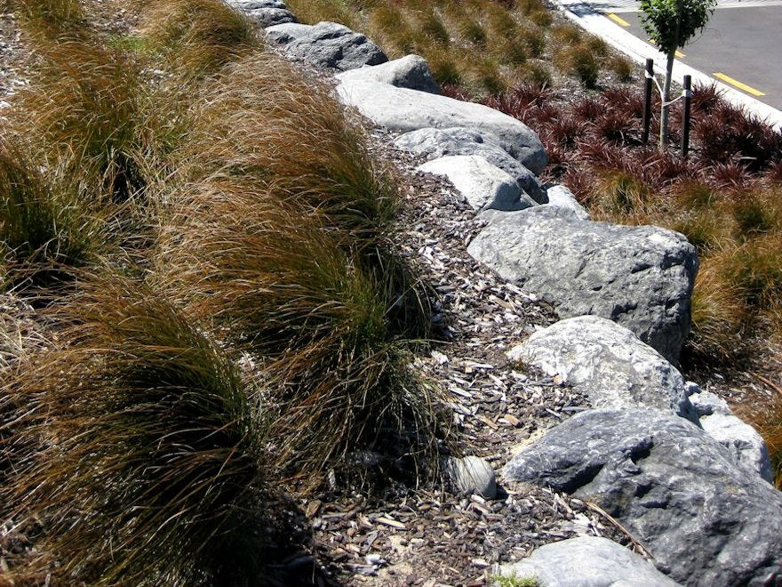 100x Golden Tussock - $1.99 each