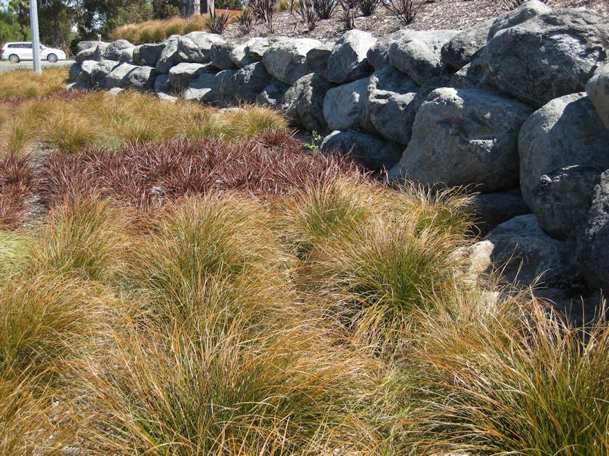 10x Golden Tussock - $1.99 each