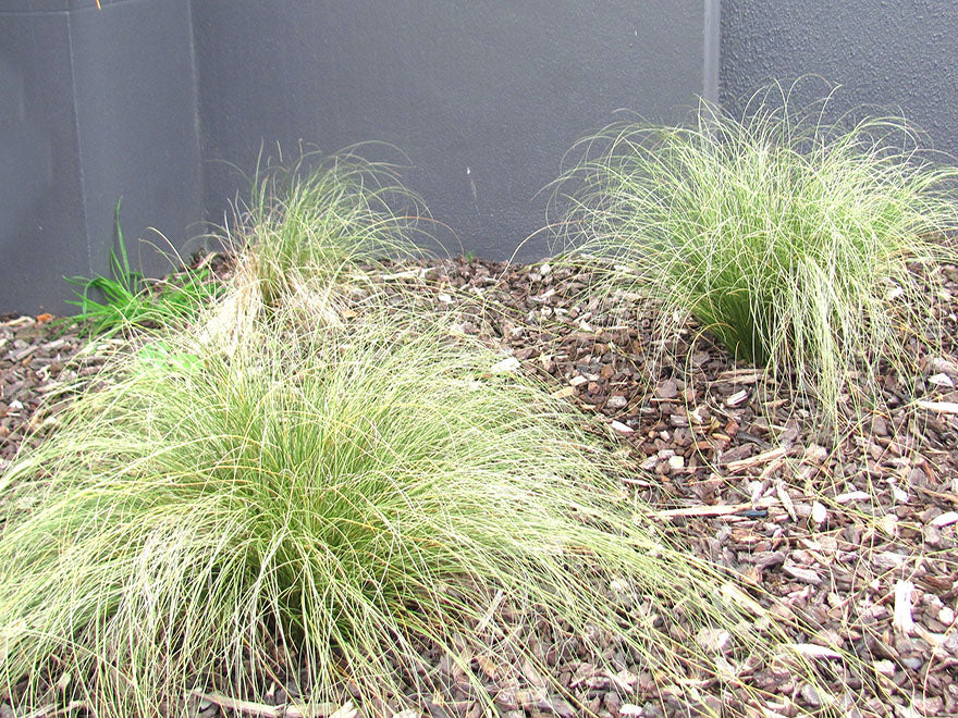 50x Carex Frosted Curls - $1.99 each