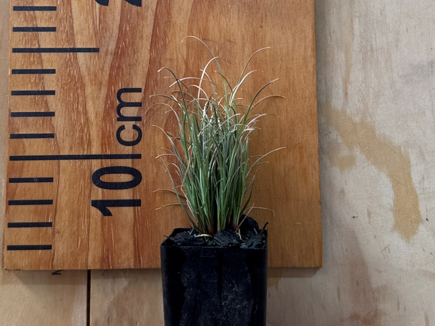 50x Carex Frosted Curls - $1.99 each