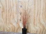 1x Carex Comans Red - $6.99 each