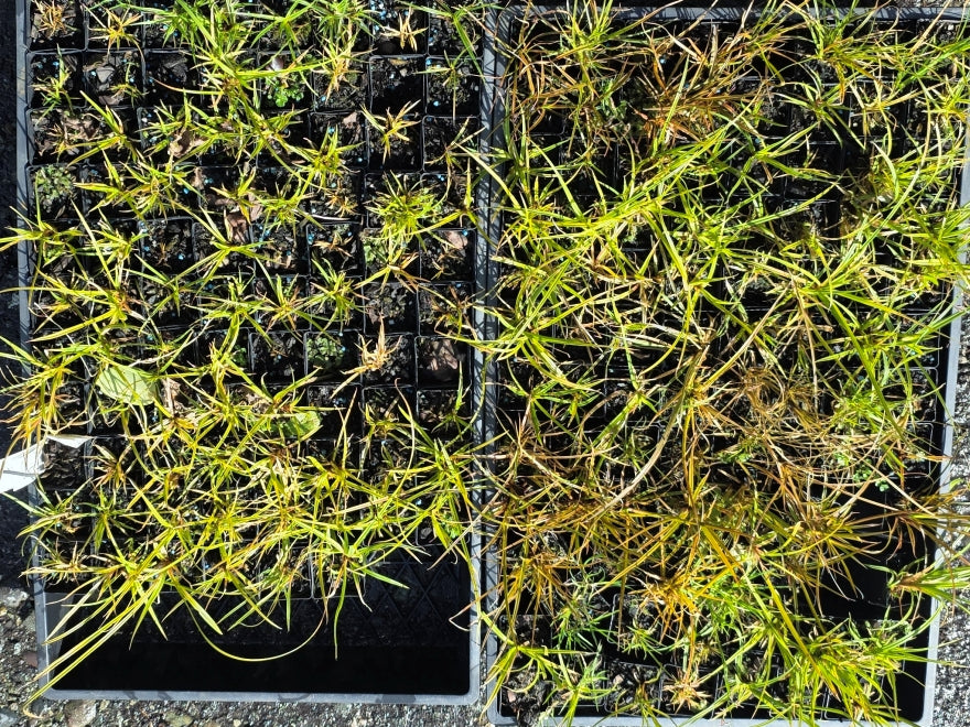 10x Carex Dipsacea - 39c each