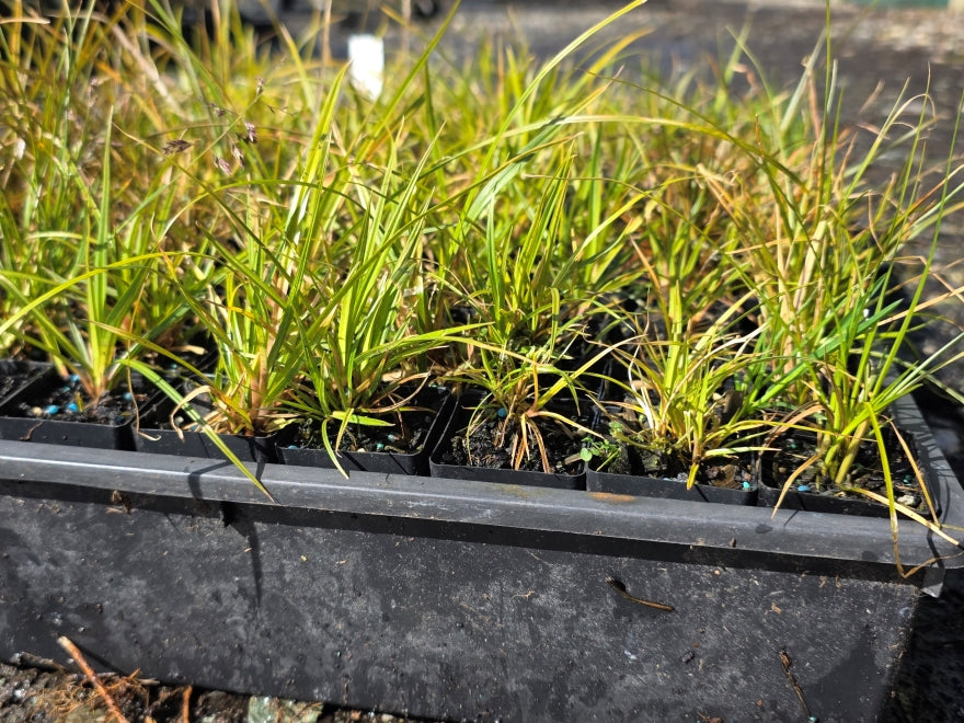10x Carex Dipsacea - 39c each