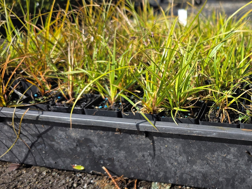 10x Carex Dipsacea - 39c each