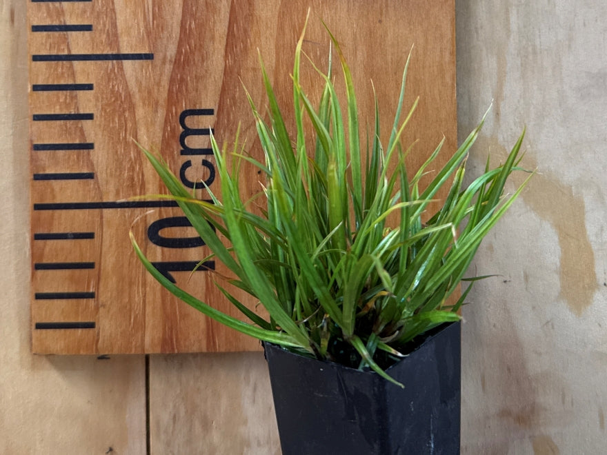 50x Carex Dipsacea - $2.69 each