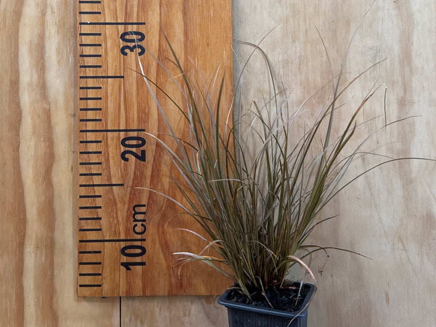 Carex Flagellifera Brown