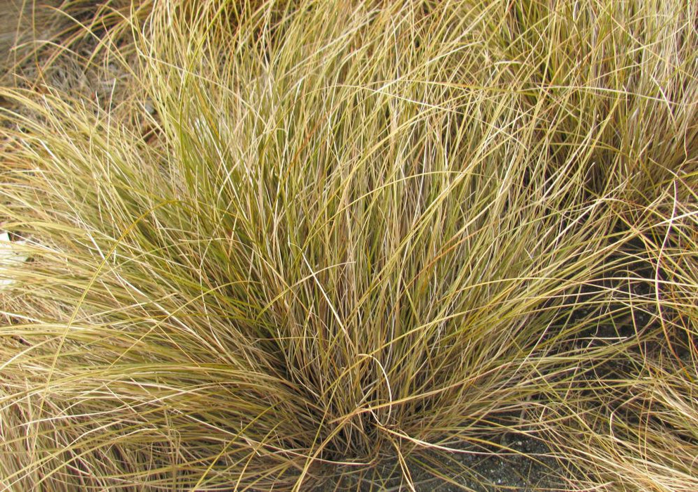 Carex Flagellifera Brown