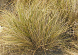 50x Carex Flagellifera Brown - $1.99 each