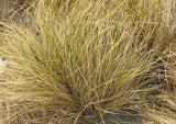 10x Carex Flagellifera Brown - $2.99 each