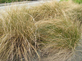 Carex Flagellifera Brown