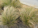 Carex Flagellifera Brown