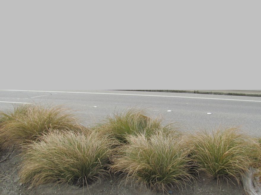 10x Carex Flagellifera Brown - $2.99 each