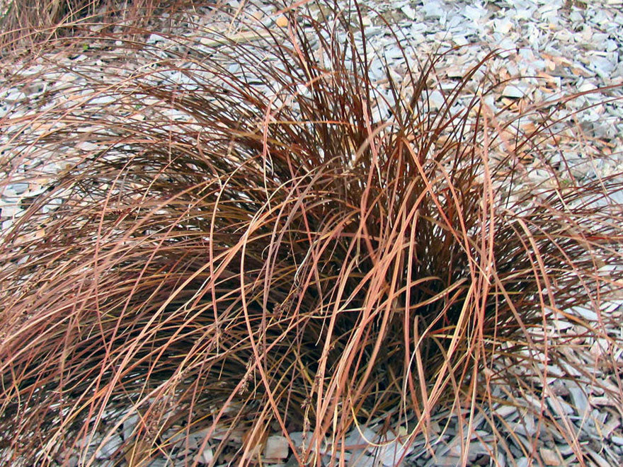 50x Carex Flagellifera Red - $2.99 each