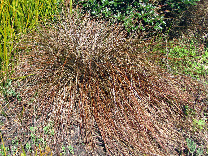 10x Red Carex - $2.99 each