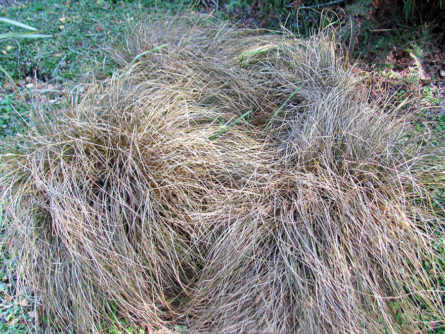 50x Carex Flagellifera Brown - $1.99 each