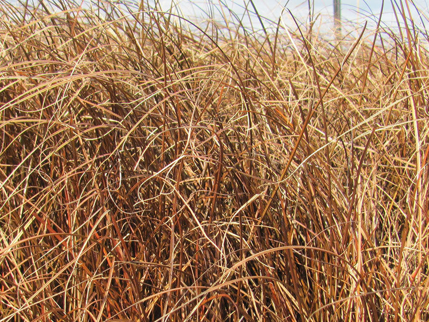 50x Carex Flagellifera Red - $2.99 each