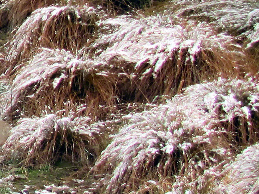 Red Carex