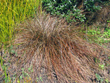 50x Carex Flagellifera Red - $3.59 each