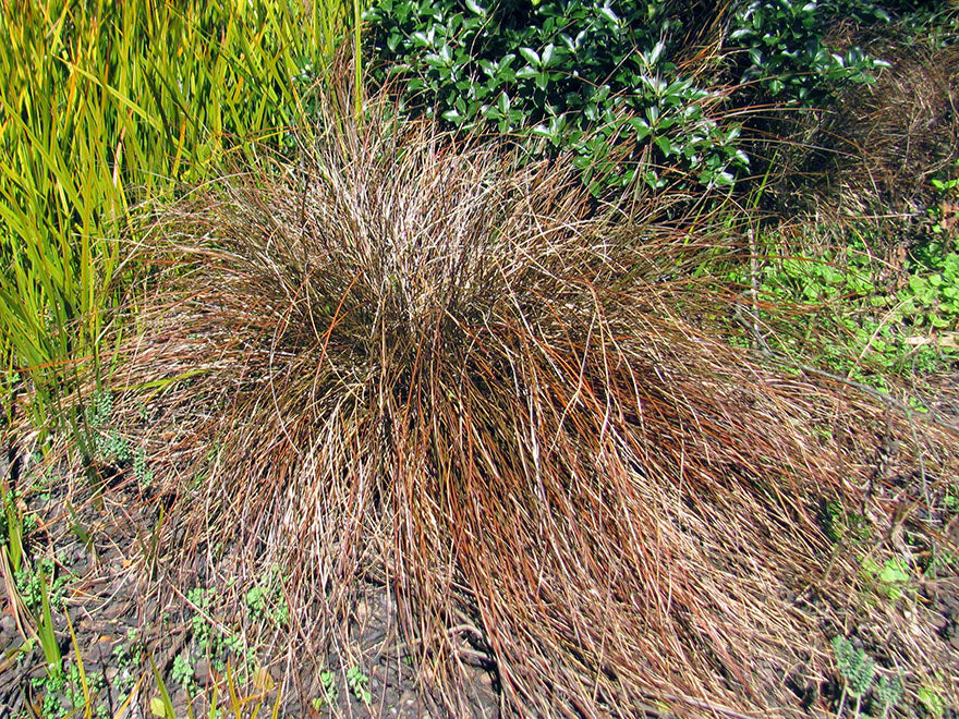 100x Red Carex - $1.99 each