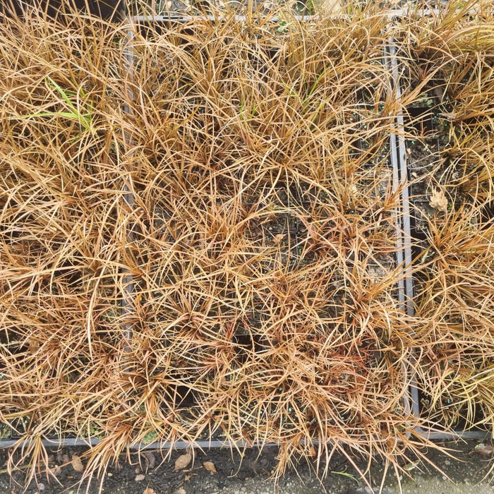 10x Blood Red Grass - $1.39 each