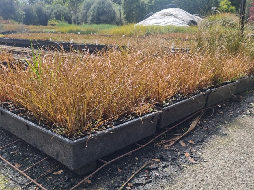 10x Blood Red Grass - $1.39 each