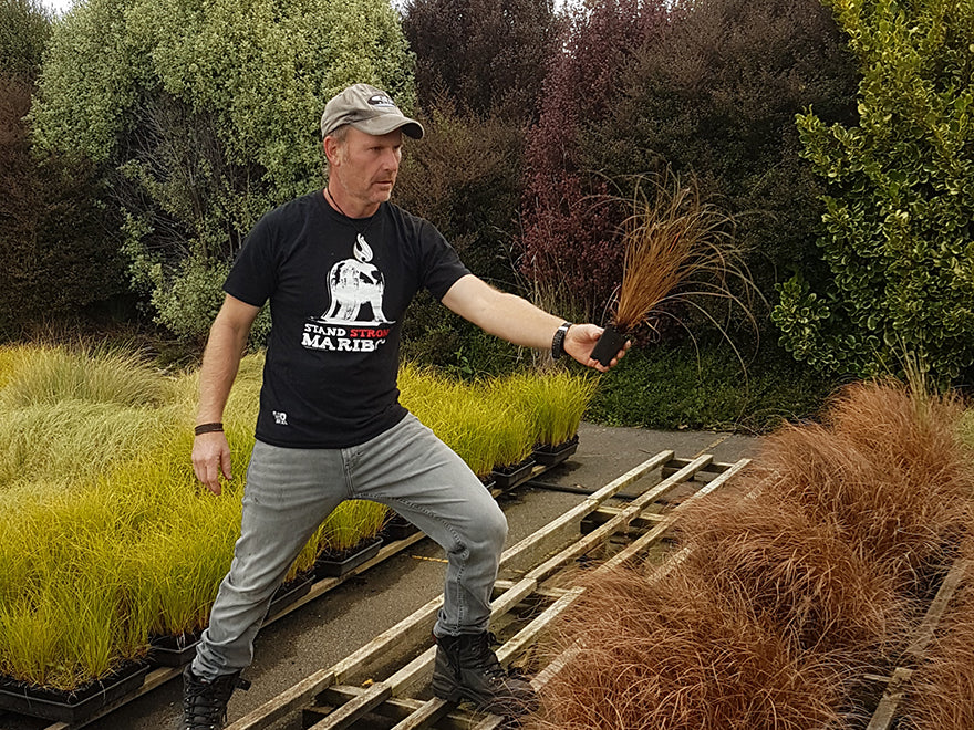 100x Red Carex - $1.99 each