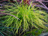 Carex oshimensis 'Everillo'