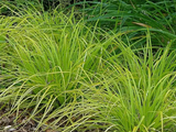 Carex oshimensis 'Everillo'