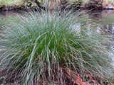 10x Carex Secta - $3.99 each