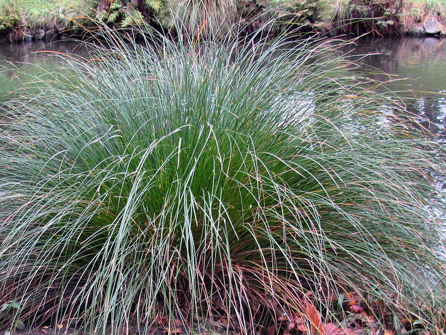 Carex Secta