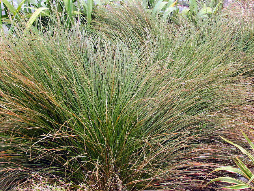 50x Carex Secta - $2.99 each