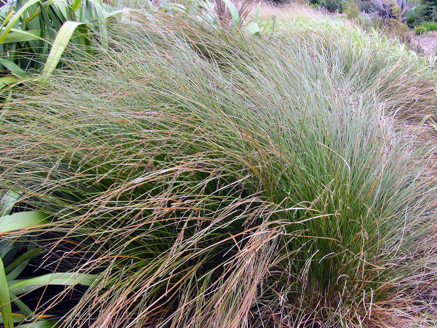 50x Carex Secta - $2.99 each