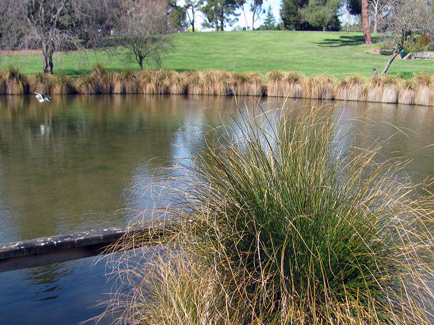 100x Riparian Combo - Waterway & Stream - $3.99 each