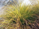 10x Carex Secta - $1.99 each