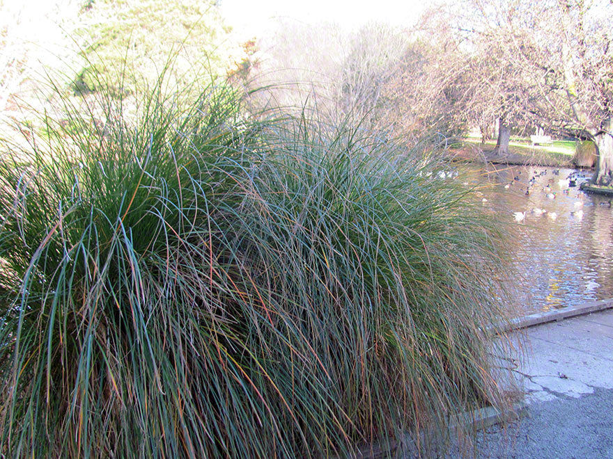 50x Carex Secta - $2.99 each