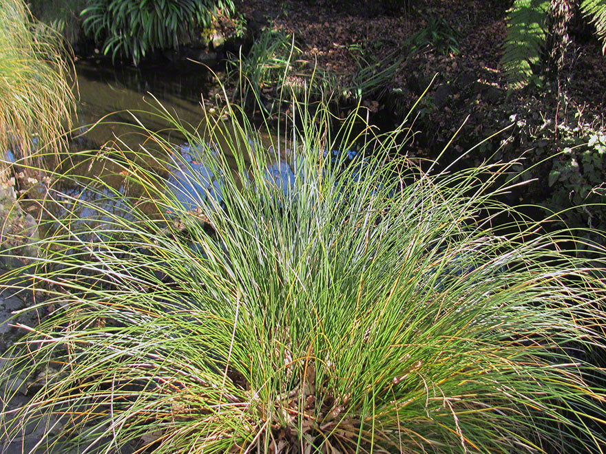 Carex Secta
