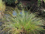 100x Carex Secta - $1.99 each