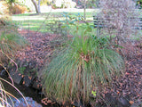 10x Carex Secta - 99c each