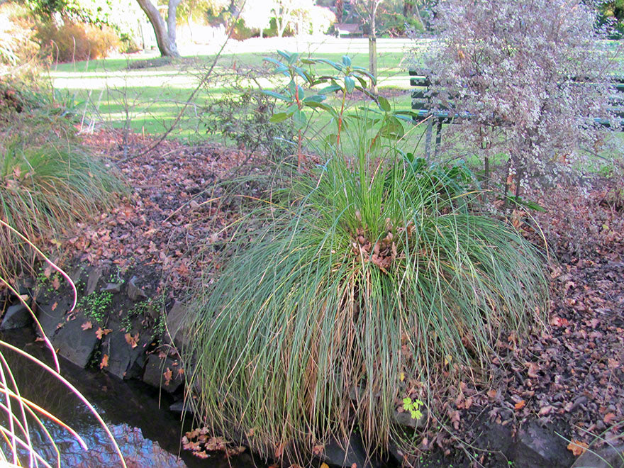 10x Carex Secta - $3.99 each